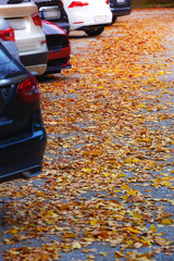 autumn foliage on the road