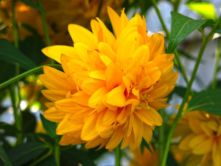 flowers rudbeckia laciniata - named golden ball in August