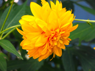 flowers rudbeckia laciniata - named golden ball in August