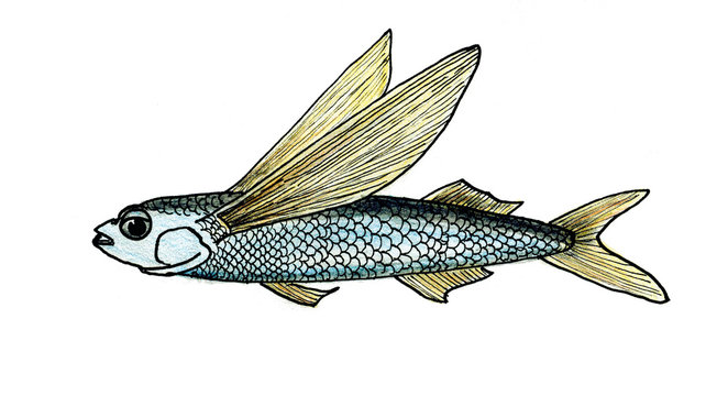 Pesce volante, illustrazione isolata su sfondo bianco