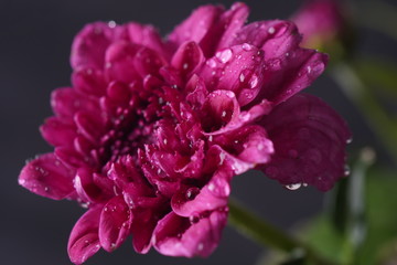 Closeup of beautiful white pink chrysanthemum flower. Colorful chrysanthemum flower macro shot. 