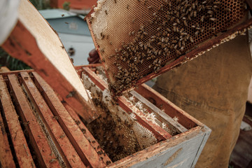 Farmer on bee apiary holds frames with wax honeycombs. Planned preparation for collection of honey