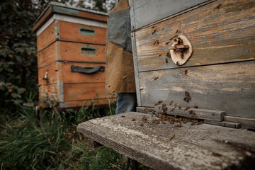 Close up of flying bees. Wooden beehive and bees
