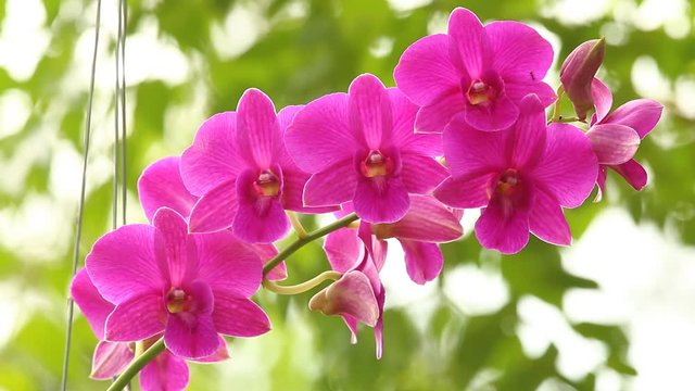 Pink Vanda orchid , in the garden  Chiangmai Thailand
