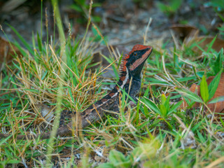 Emma gray's forest lizard in the grass. (Railay, Krabi, Thailand)