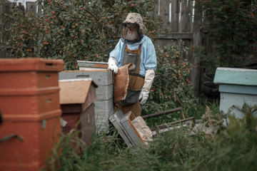 Beekeeper on apiary. Beekeeper is working with bees and beehives on the apiary