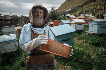 Old experienced beekeeper in special clothes holds frame with honey in apiary