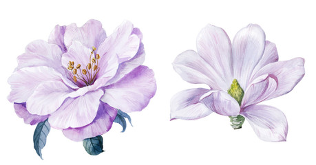 Flowers watercolor illustration.Manual composition.Big Set watercolor elements. - 372636098