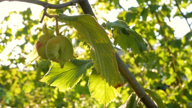 Hazelnuts ripen on a tree branch in farm garden with sunbeams. Nuts is a good source of dietary fiber, protein and vitamins for healthy weight loss diet. Organic eco hazel growing in home backyard 4K.