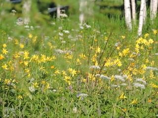 flowers in the meadow