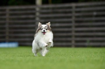 ドッグランで遊ぶチワワ