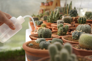 Female hand watering cactus with water bottle. Varity of cactus in pots on table.