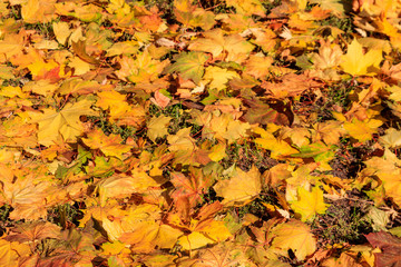 Background of the autumn maple leaves