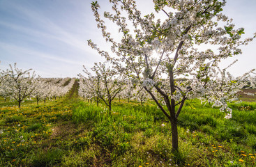 Cherry blossoms in spring.