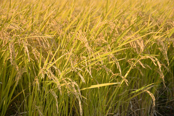 秋の稲穂
