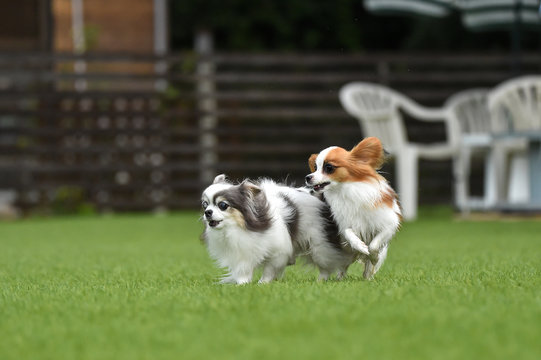 ドッグランで遊ぶチワワとパピヨン