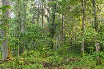 Fototapeta premium Deciduous tree stand in morning with oak in background