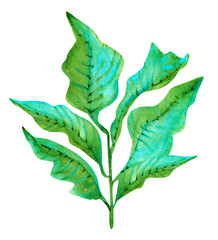 tropical plant croton with teal color leaves painted in watercolor isolated on white © AineGing