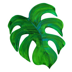 watercolor exotic tropical monstera leaf isolated on white © AineGing