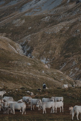 Grazing cattle in the mountains with shepherd