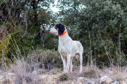 View of a hunting dog in profile on the mountain 
