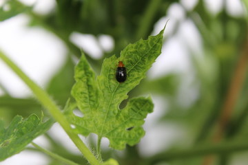 ladybird on a leaf