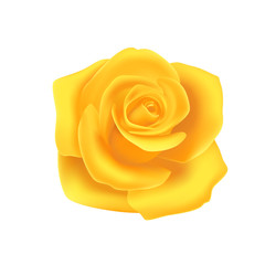 Yellow rose on white background, isolate flower to decorate. Vector object.