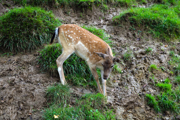 Naklejka na ściany i meble A small sika deer stands in a green meadow.