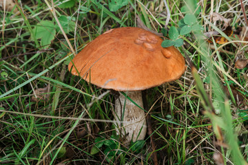 orange-cap boletus with an orange hat in summer