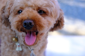 Fototapeta premium 愛犬2