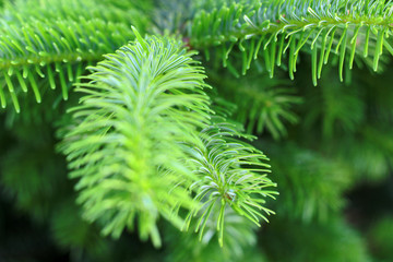 green fresh fir branch close up