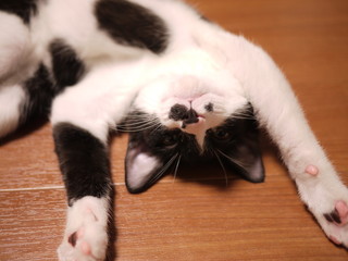 white and black cat