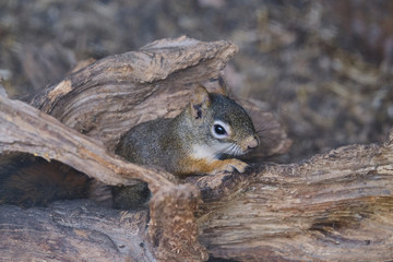 A rodents marmots chipmunks squirrel spotted on a tree trunk on hunting mood. Animal behavior themes. Focus on eye