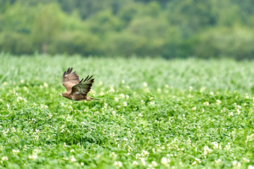 One common buzzard, buteo buteo, on spring field, one buzzard with spread wings taking, place for...