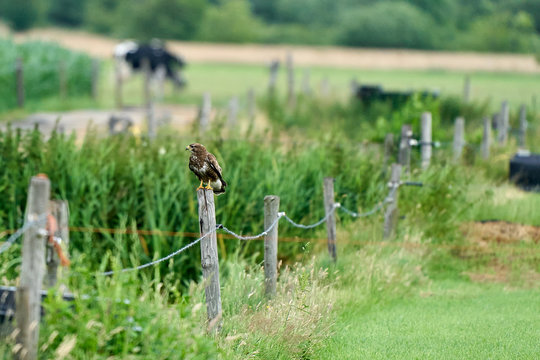 Common buzzard resting on a pole with fields in the background