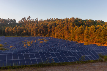 Group of solar panels during the sunset