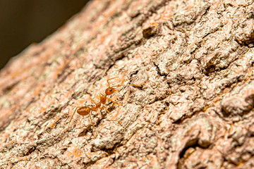 Ants are insects that live together in large groups.