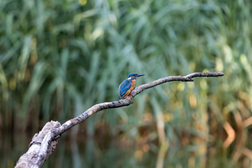 Common kingfisher, Alcedo atthis. The bird sitting on a branch above the water while waiting for fish. With copy-space