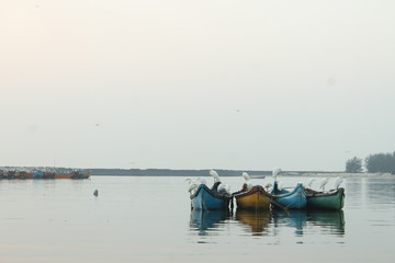 Fototapeta na wymiar Early morning view of beautiful white cranes resting on fishing boats in Kannur harbour.
