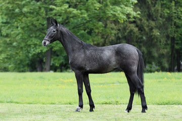 Obraz premium Dark gray horse stands on natural summer background, profile side view, exterior