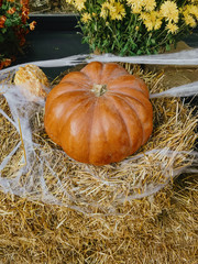 Pumpkin and autumn flowers with cobweb on hay bale, stylish rustic decor of city street. Happy...