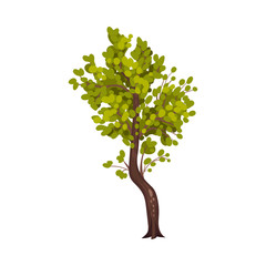 Obraz premium Tree with Exuberant Green Foliage and Trunk Vector Illustration