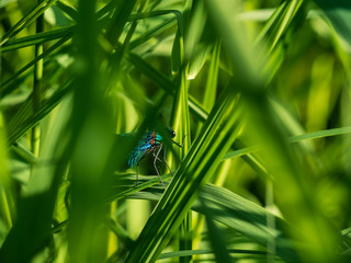 Dragonfly hiding in the grass © michal