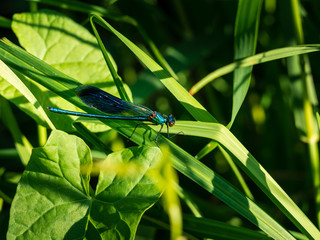 Dragonfly hiding in the grass