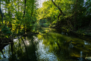 morning in green forest by the river 