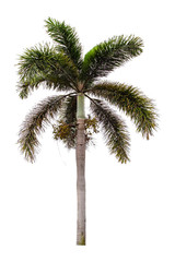 Beautiful green palm tree isolated on white background