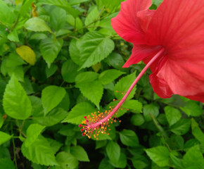 red hibiscus flower