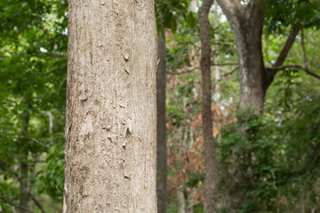 Teak tree in the forest with blurred background	