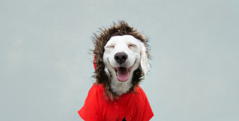 Happy autumn puppy dog wearing a red parka, coat, Isolated on blue background. © Sandra