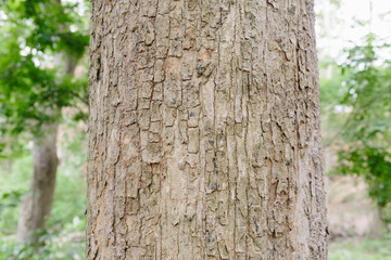 Teak Tree in Thailand precious hardwoods one of the last major areas of tropical forest in Asia	